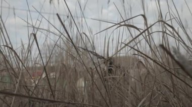 Özel kuvvetler askerleri fırtına evindeler.