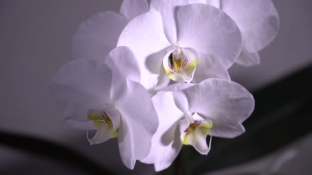 Weiße Blühende Orchideen Rotieren Nahaufnahme Dolly Shot — Stockvideo