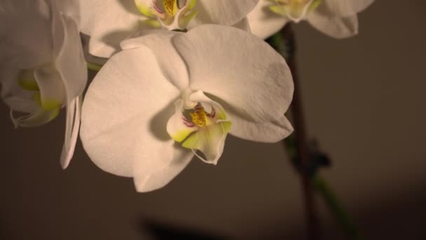Orquídea Blanca Que Florece Rota Acércate Dolly Shot — Vídeo de stock