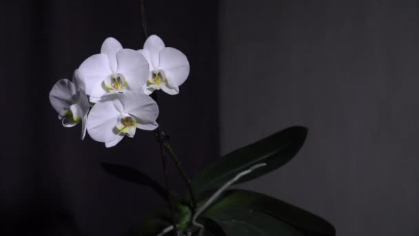 Bílá Kvetoucí Orchidej Rotuje Zblízka Panenko — Stock video
