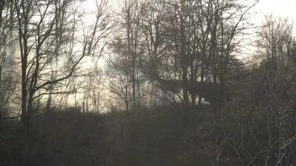 Brûler Herbe Sèche Dans Forêt Détruit Nature — Video