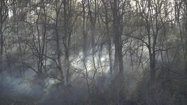 Köd Vagy Füst Tölti Meg Erdőt Napfény Látványosan Áthatol Megvilágítja — Stock videók