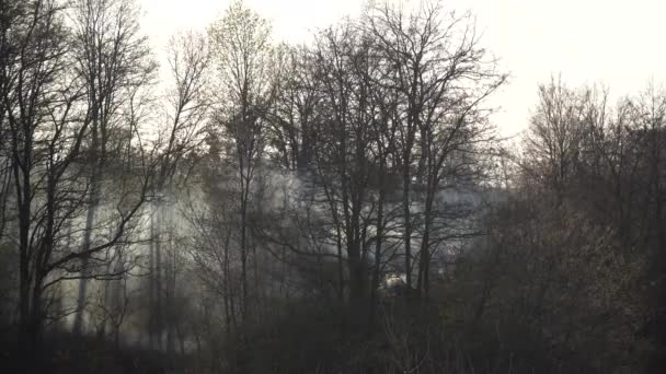 Dry Grass Burning Forest Destroys Nature — Stock Video