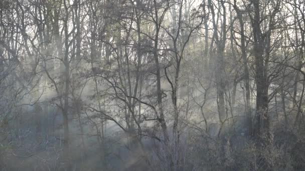 Nevoeiro Fumaça Enche Floresta Luz Solar Penetra Espetacularmente Ilumina Árvores — Vídeo de Stock