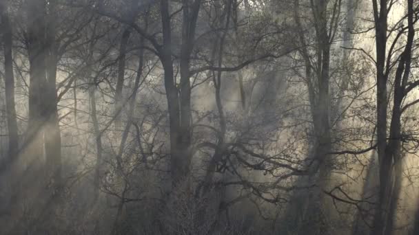 霧や煙が森を満たす 太陽の光が見事に差し込み 木々を照らす — ストック動画