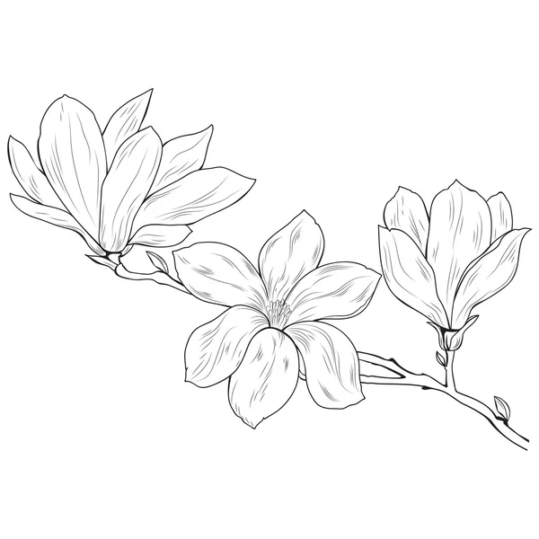 Magnolia flores em um galho de árvore, esboço, preto no fundo branco . — Vetor de Stock