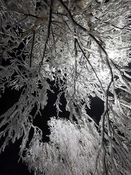 Χειμώνα, χιόνι, νύχτα, η σημύδα δέντρο υπό των παγετός. — Φωτογραφία Αρχείου