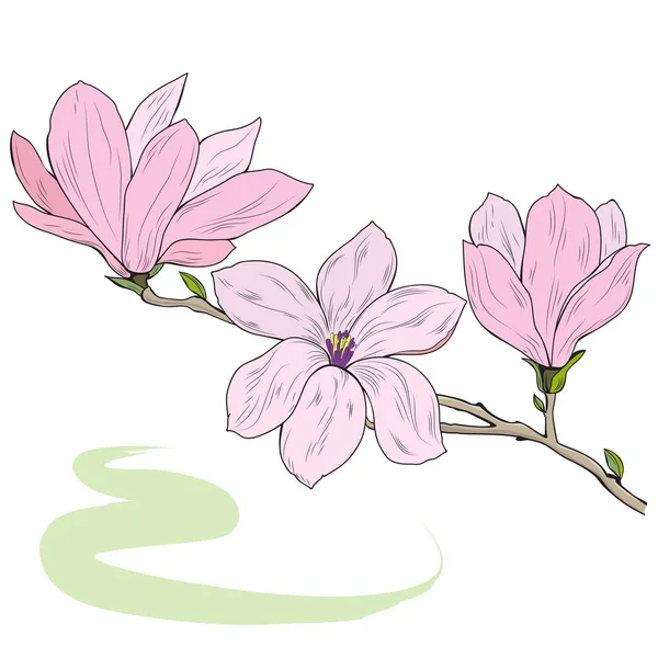 Fleurs de Magnolia sur une branche d'arbre, croquis, illustration vectorielle . — Image vectorielle