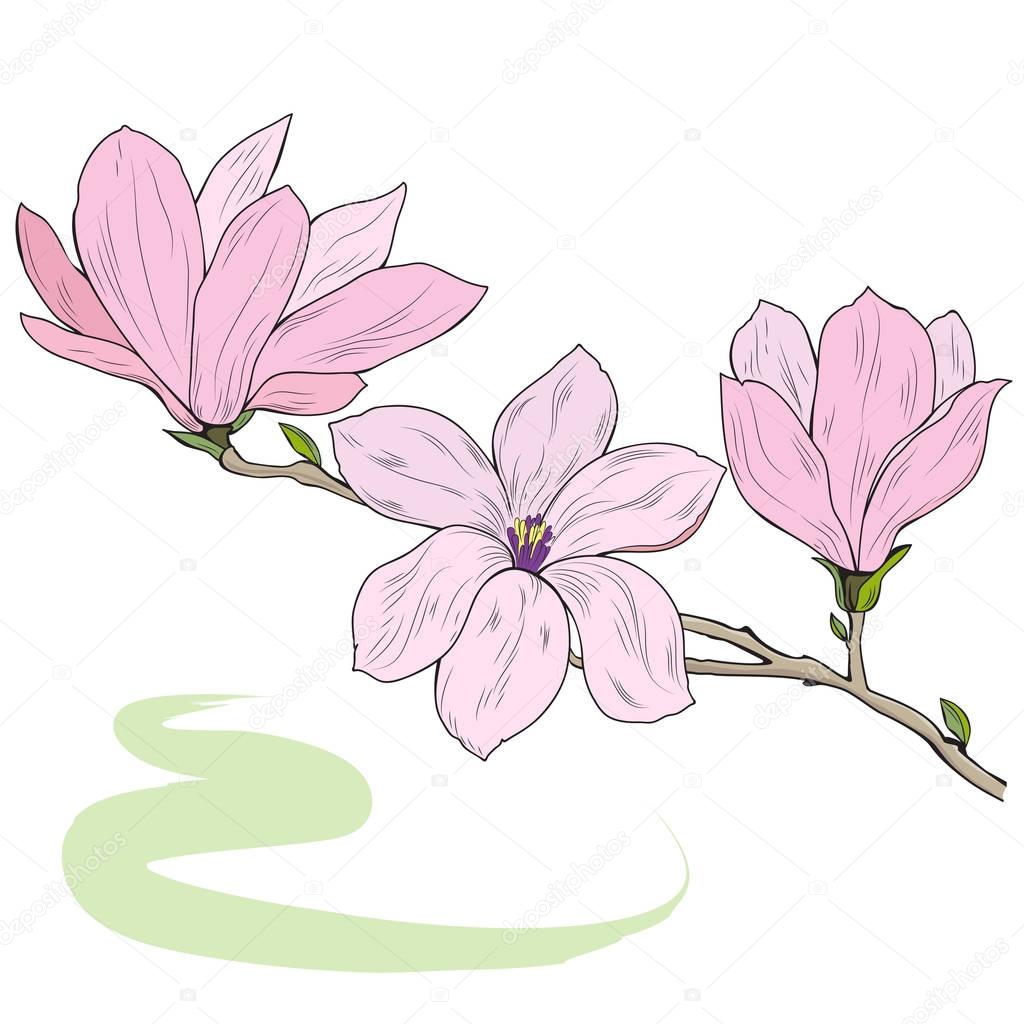 Magnolia flowers on a tree branch, sketch, vector illustration.