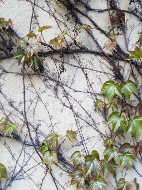 Kurumuş üzüm bağları ve arka planda taze üzüm yaprakları eski, beyazlatılmış tuğla duvarın üzerinde. İlkbahar, yaz başı. 