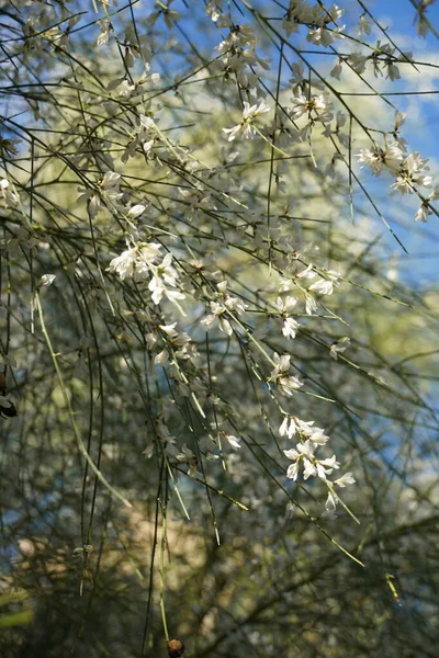 Árvore Com Flores Brancas Hastes Nuas Finas Longas Primavera Espanha — Fotografia de Stock