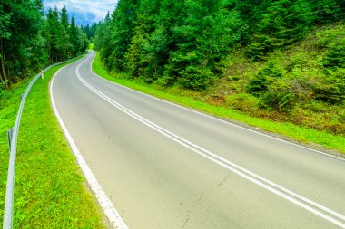 Asfalt yol yeşil orman