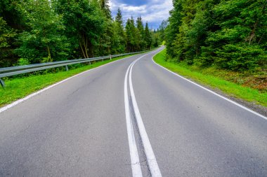 Asfalt yol yeşil orman