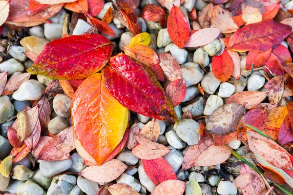 Fondo de hojas de otoño rojo, naranja y amarillo — Foto de Stock