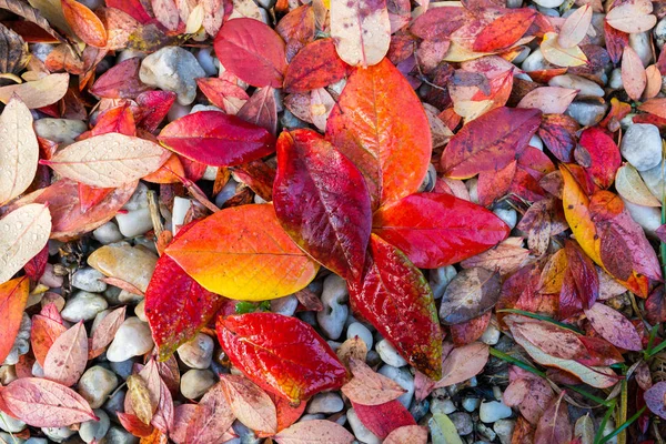 Fondo de hojas de otoño rojo, naranja y amarillo — Foto de Stock