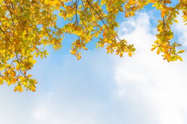 Meşe ağacının dalları - sarı sonbahar yaprakları mavi gökyüzü ve beyaz bulutlar önünde