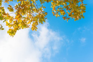 Meşe ağacının dalları - sarı sonbahar yaprakları mavi gökyüzü ve beyaz bulutlar önünde