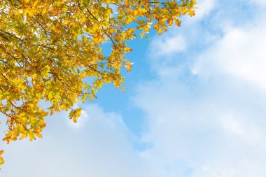 Meşe ağacının dalları - sarı sonbahar yaprakları mavi gökyüzü ve beyaz bulutlar önünde