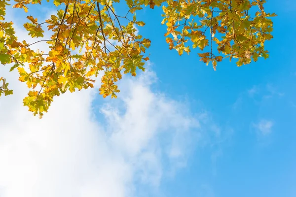 Meşe ağacının dalları - sarı sonbahar yaprakları mavi gökyüzü ve beyaz bulutlar önünde