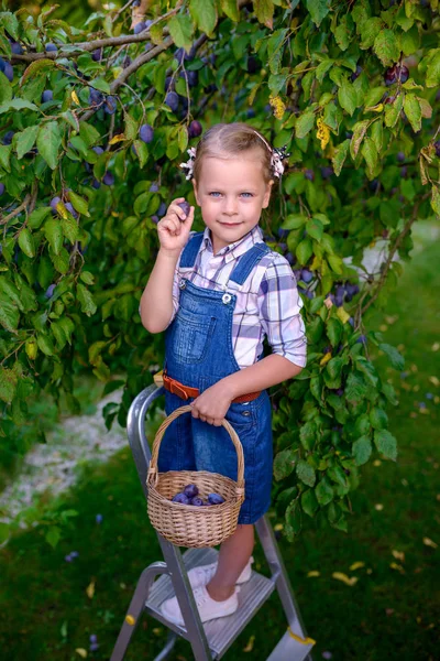 Funny little child girl with basket full of plums standing on th — Stock Photo, Image