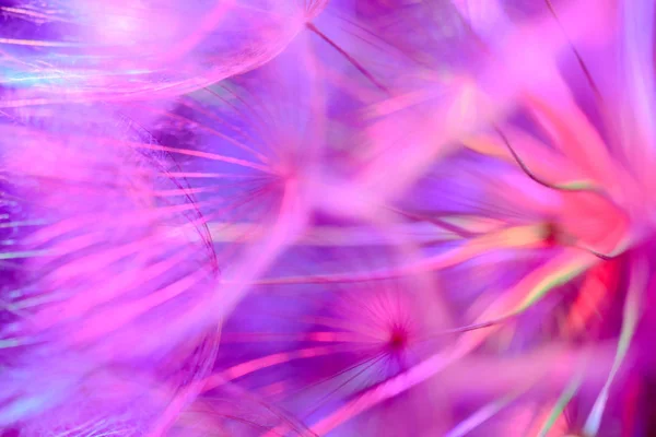 Bunte Pastellhintergrund - lebendige abstrakte Löwenzahn-Blume — Stockfoto