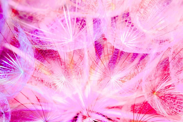 Красочный пастельный фон - яркий абстрактный цветок одуванчика — стоковое фото