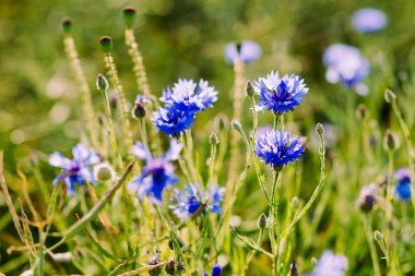 Peygamber - bir alanda büyüyen çiçekler