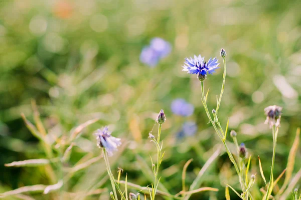 Cornflowers - flores silvestres que crescem em um campo — Fotografia de Stock