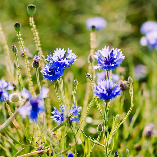 Cornflowers - flores silvestres que crescem em um campo — Fotografia de Stock