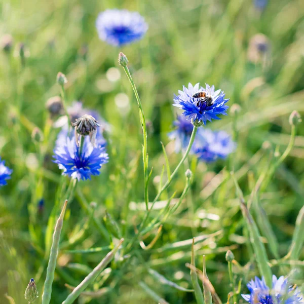 Cornflowers - wildflowers growing in a field — Stock Photo, Image