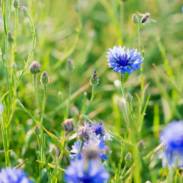 Cornflowers - flores silvestres que crescem em um campo — Fotografia de Stock