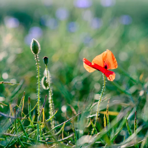 Wild poppy flower - shallow depth of field — Stock Photo, Image