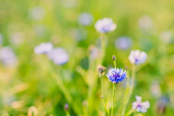 矢车菊-野花在外地的增长 — 图库照片