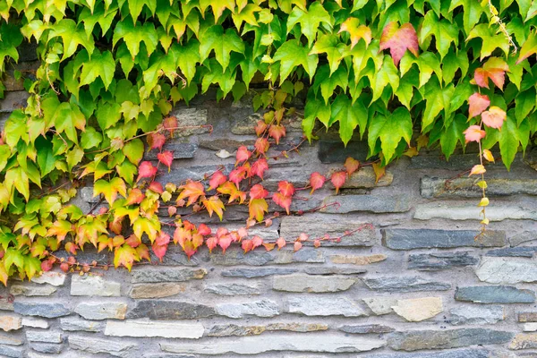 Textura de pared de piedra vieja con planta de hiedra — Foto de Stock