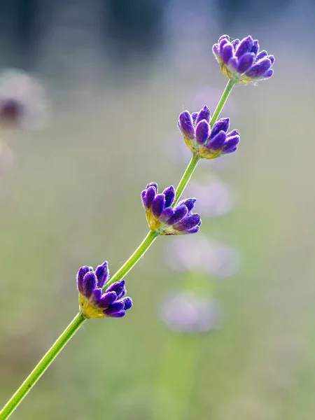 Sprig of lavender — Stock Photo, Image