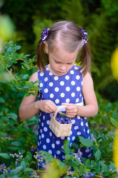 Liten flicka plocka färska bär på blåbär field - på organi — Stockfoto