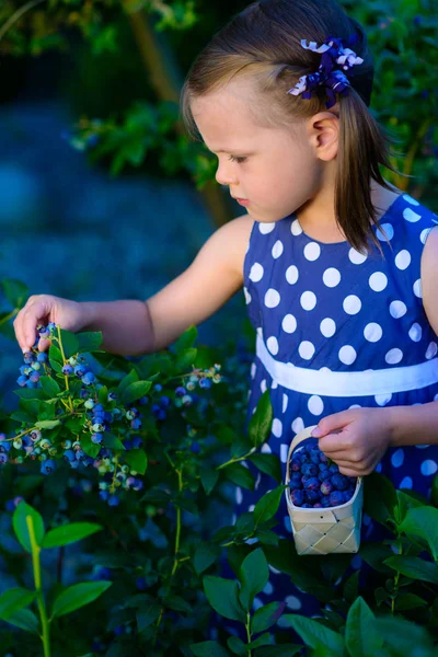 Niña recogiendo bayas frescas en el campo de arándanos - en organi — Foto de Stock