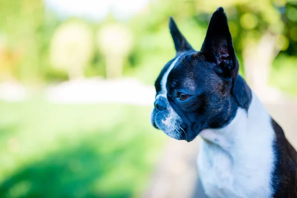 Boston terrier cão no fundo turvo verão — Fotografia de Stock