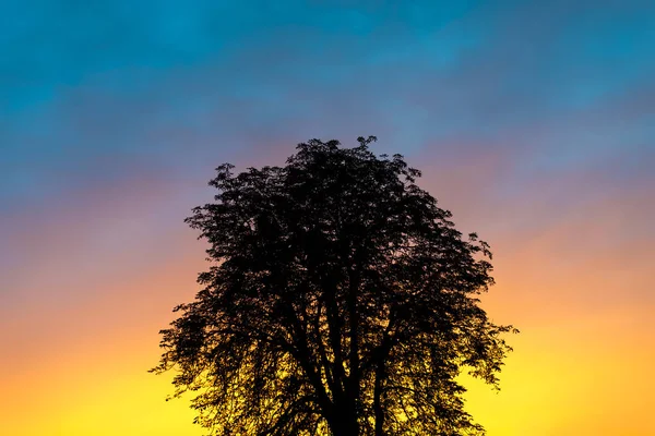 Silueta foto de un árbol sobre un fondo al atardecer — Foto de Stock
