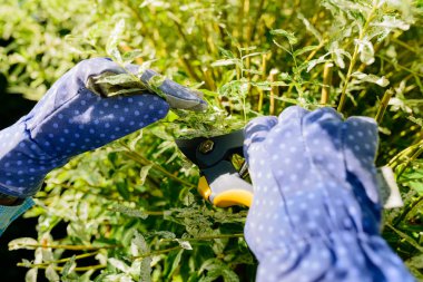 Budama çalı şubesi ile yaz bahçesinde bir bahçe secateur