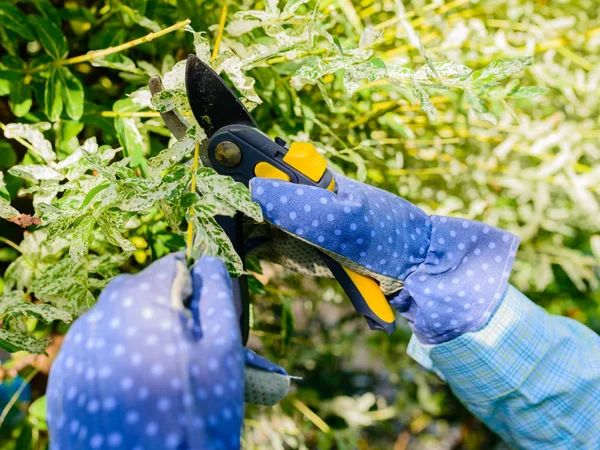 Ellerimle eldivenleri bakım işi, th budama bahçıvan