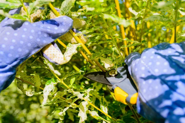 Ellerimle eldivenleri bakım işi, th budama bahçıvan