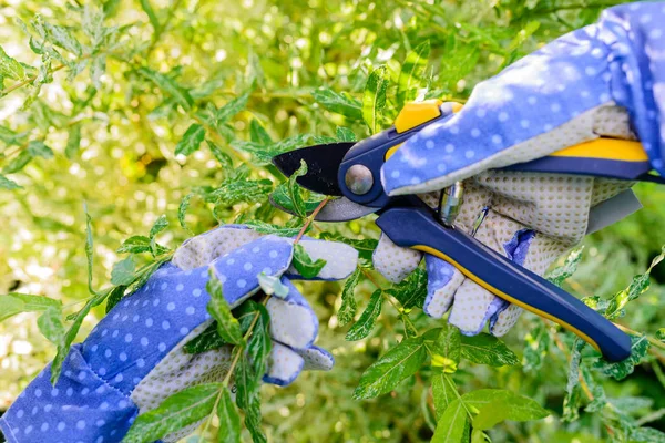 Pruning shrub branch with a garden secateur in the summer garden — Stock Photo, Image