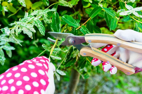 Hands with gloves of gardener doing maintenance work, pruning the tree — Stock Photo, Image