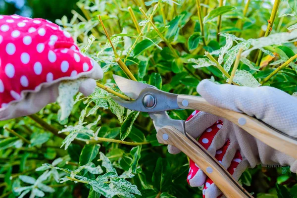 Hands with gloves of gardener doing maintenance work, pruning the tree — Stock Photo, Image