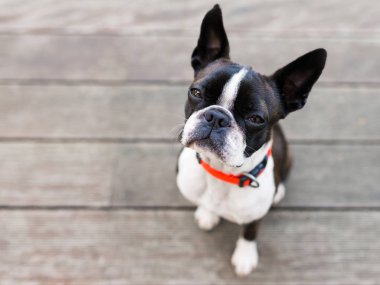 Boston terrier köpek kahverengi terasta