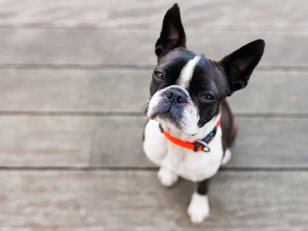 Boston cão terrier no terraço marrom — Fotografia de Stock