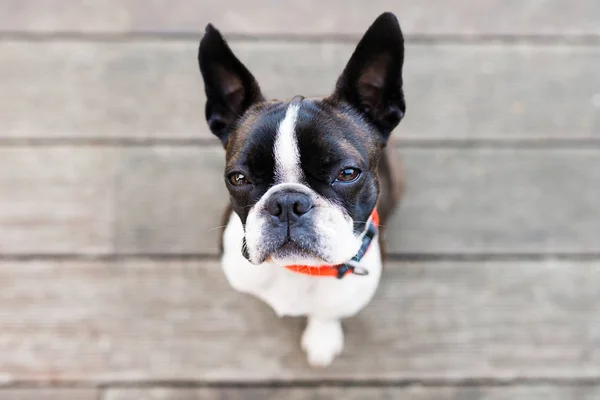 Boston terrier dog on brown terrace — Stock Photo, Image