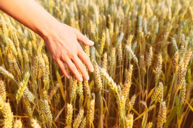 Human hand over ripe wheat