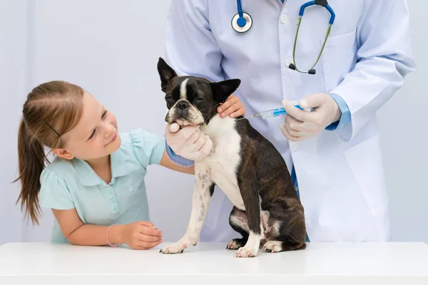 Een dierenarts onderzocht een hondje van de Boston Terriër — Stockfoto